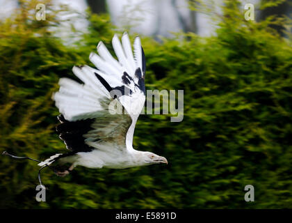 A Palm Nut Vulture in flight, Gypohierax Angolensis Stock Photo