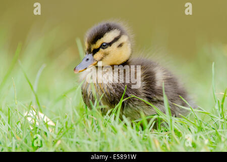 A mallard duckling Stock Photo