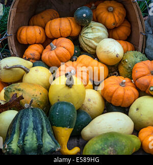 Autumn harvest display of pumpkins, squash and gourds. Stock Photo