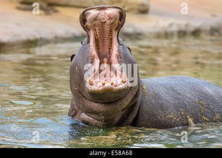 Hippo (Hippopotamus amphibius) showing huge jaw and teeth Stock Photo