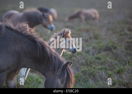 Exmoor ponies at dusk near dunkery beacon on Exmoor Stock Photo