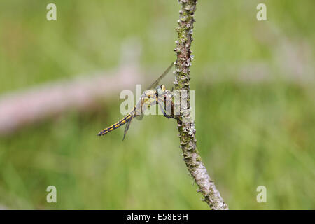 Common Darter dragonfly, Sympetrum striolatum, with food in mouth at Lessay, Normandy in July Stock Photo