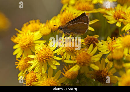 small skipper butterfly, Thymelicus sylvestris, on ragwort flower at Normandy, France in July Stock Photo