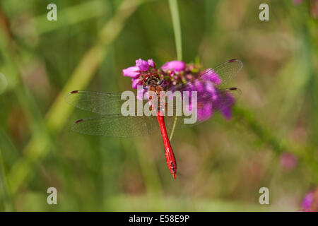 male Ruddy darter dragonfly, Sympetrum sanguineum, at rest on bell heather at Lessay, Normandy, France in July Stock Photo