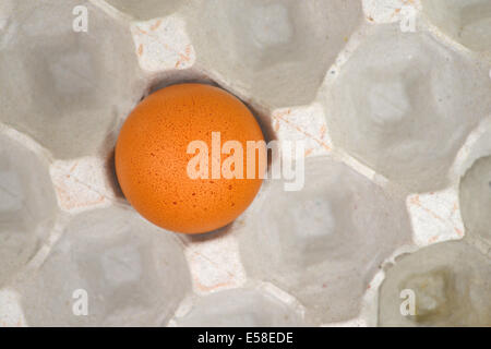 Egg in craton Stock Photo