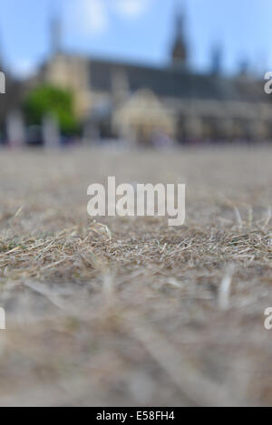 Parliament Square, London, UK. 23rd July 2014. The grass in Parliament Square is parched, bleached white by the heatwave. Credit:  Matthew Chattle/Alamy Live News Stock Photo