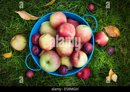 Fresh organic apples in blue pail on green grass from above Stock Photo