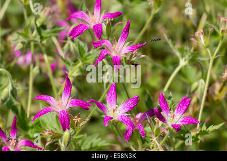 Flowers of the hardy cranesbill, Geranium x oxonianum forma thurstonianum Stock Photo