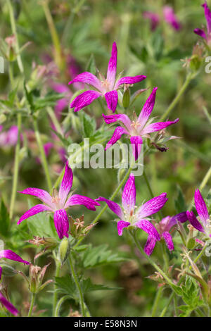 Flowers of the hardy cranesbill, Geranium x oxonianum forma thurstonianum Stock Photo