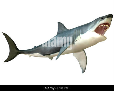 The Great White Shark is an apex-predator and is found throughout the world's seas. Stock Photo