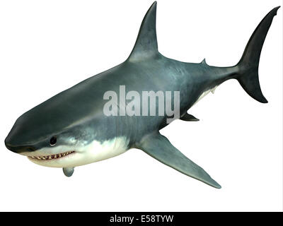 The Great White Shark is an apex-predator which can grow over 26 feet or 8 meters and live for 70 years or more. Stock Photo