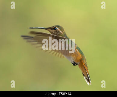 Female Rufous Hummingbird frozen in Flight Stock Photo