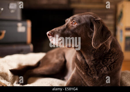 A female Chocolate Lab laying down on her bed looking away from the camera. Ontario, Canada. Stock Photo