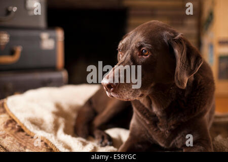 A female Chocolate Lab laying down on her bed. Ontario, Canada. Stock Photo