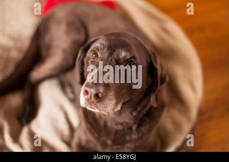 A female Chocolate Lab laying down on her bed looking up at the camera. Ontario, Canada. Stock Photo
