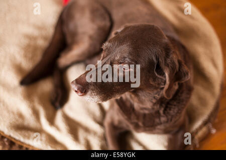 A female Chocolate Lab laying down on her bed. Ontario, Canada. Stock Photo