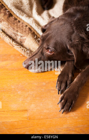 A female Chocolate Lab laying down on her bed looking at the camera out of the corner of her eyes. Ontario, Canada. Stock Photo