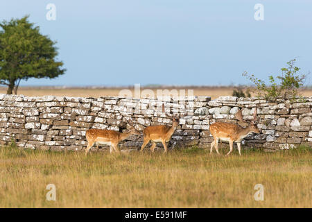 Fallow deer bucks walking at a stone wall Stock Photo