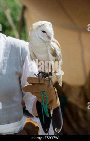 Captive Falconers Barn Owl at Tewkesbury medieval festival, Gloucestershire, England Stock Photo