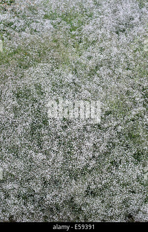 Gypsophila paniculata 'Bristol Fairy' . Baby's breath 'Bristol Fairy' flowering in an English garden Stock Photo