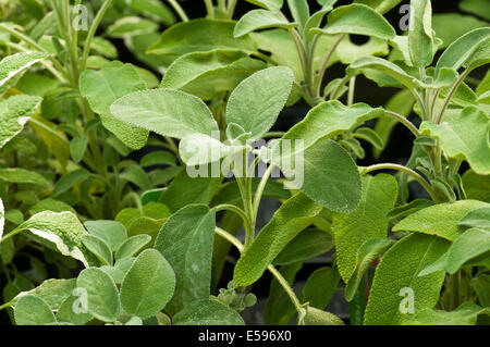 Salvia officinalis commonly known as Sage growing in a herb garden ...