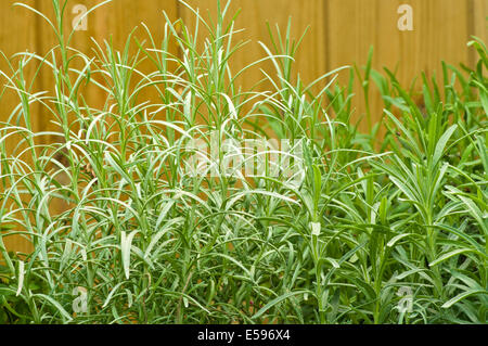 Helichrysum italicum commonly known as Curry Plant Stock Photo