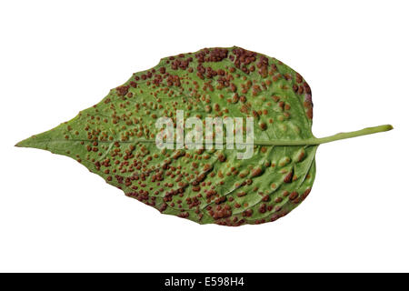 Rust Fungus Puccinia circeae on Enchanter's-nightshade Circaea lutetiana Leaf Stock Photo