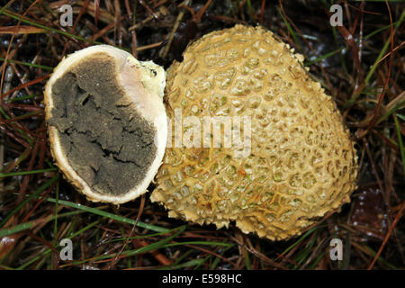 Scaly Earthballs Scleroderma verrucosum  - one cross-sectioned to show spores Stock Photo