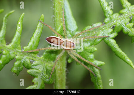 Raft Spider Dolomedes fimbriatus juvenille Stock Photo