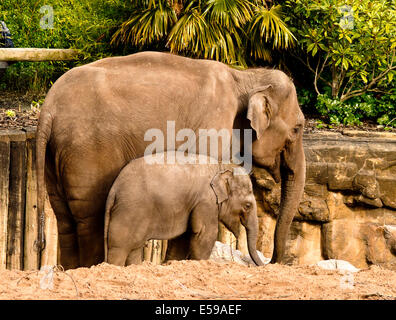 A mother and a baby Asian elephant, Elephas maximus Stock Photo