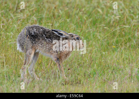 Brown hare (Lepus europaeus) stretching legs in tall grass. Stock Photo