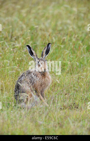 Brown hare (Lepus europaeus) in alert pose. Stock Photo