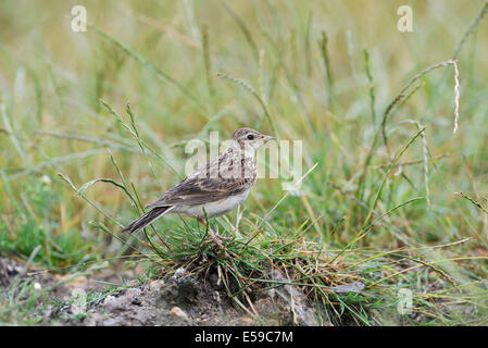 Skylark (Alauda arvensis) perched on a tussock in a field. Stock Photo