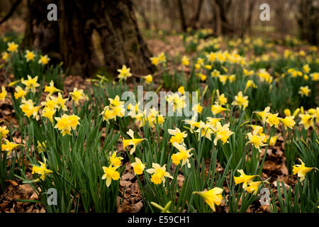 Wild daffodils (Narcissus pseudonarcissus) in Dymock Wood in Gloucestershire, UK Stock Photo