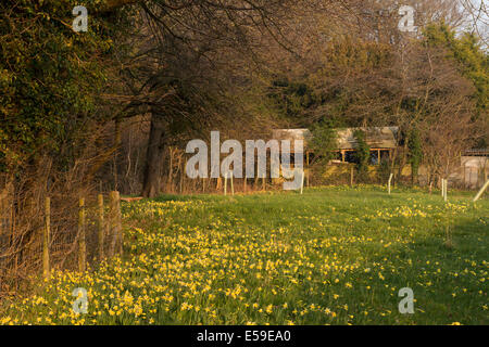 Wild daffodils (Narcissus pseudonarcissus) in Gwen and Vera's Fields in Gloucestershire. Stock Photo