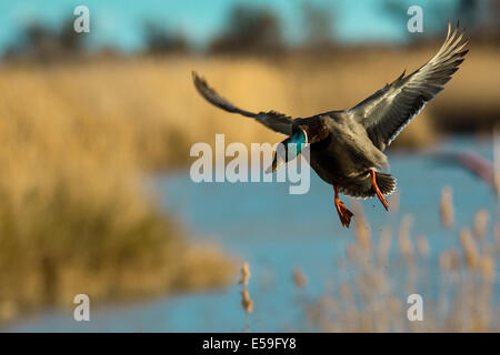 Wild Duck, Anas platyrhynchos Stock Photo