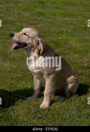 Marsden a 5 month old golden retriever puppy sits on the grass in the ...