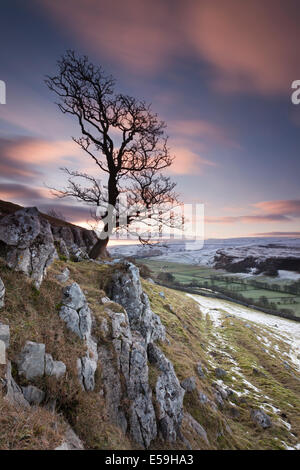 A lone tree stands proud on the fell side in Littondale in mid-winter just before sunrise. Stock Photo