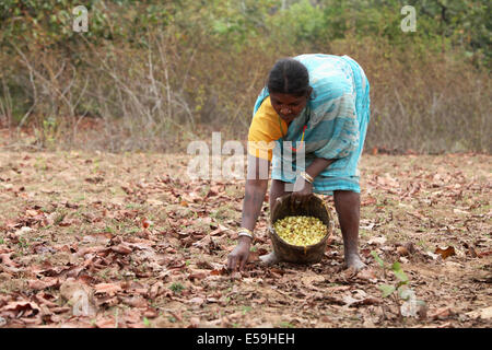 Gond Tribal Woman Collecting Mahua Flowers in a Bamboo Basket, Markadeda Village, Chattisgadh, India Stock Photo