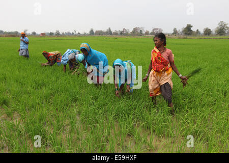 Tribal women working in paddy rice fields, Gond tribe. Mohuabhata Village, Chattisgadh, India Stock Photo