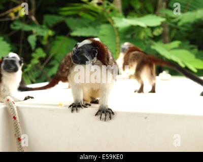 Group of Geoffroy's tamarin monkey  (Saguinus geoffroyi) in Panama Stock Photo