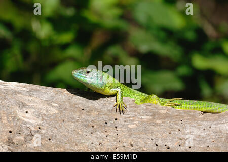 Lacerta viridis, European green lizard on a rock, portrait Stock Photo