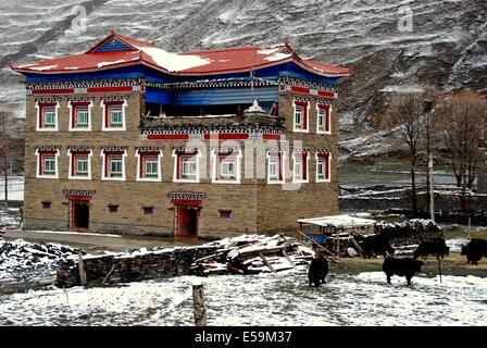 GANZI (SICHUAN PROVINCE, CHINA:  Yaks graze on snow covered grasslands in front of a traditional Tibetan stone home * Stock Photo