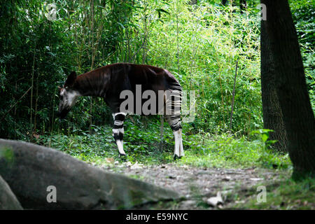 The okapi also known as the forest giraffe or zebra giraffe is a mammal native to the Ituri Rainforest located in the Congo. Stock Photo