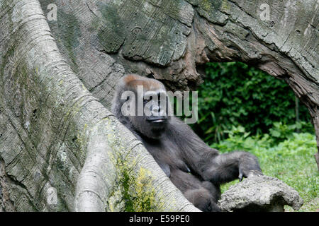 Gorillas are ground-dwelling, predominantly herbivorous apes that inhabit the forests of central Africa. Stock Photo