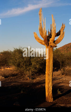 Saguaro Cactus Skeleton in the Arizona Desert Stock Photo