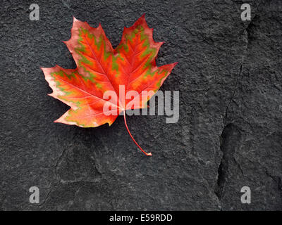 Detail of red autumn fall maple leaf on a black rock Stock Photo