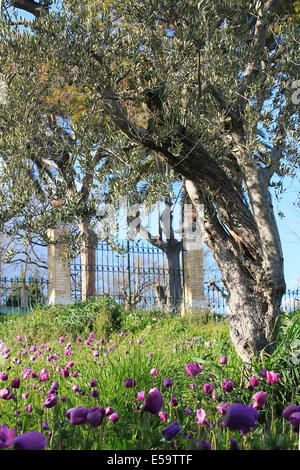 Olive tree and purple anemones in front of a gate Stock Photo