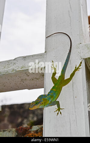 Anolis bimaculatus lizard on a fence post, Ottley's Plantation Inn, St Kitts Stock Photo