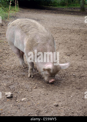 A Kune Kune pig digging for treats in the mud Stock Photo